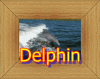 Delphin